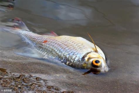 魚死掉|魚缸里的魚死了，撈出來後，後面的程序你知道嗎？